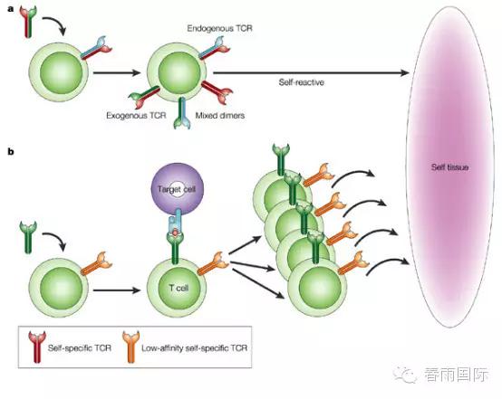 魏则西滑膜肉瘤症状,魏则西采取的是干细胞治疗吗