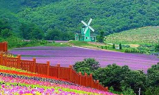 薰衣草什么时候开花什么时候败,山西交城庞泉沟薰衣草几月开花