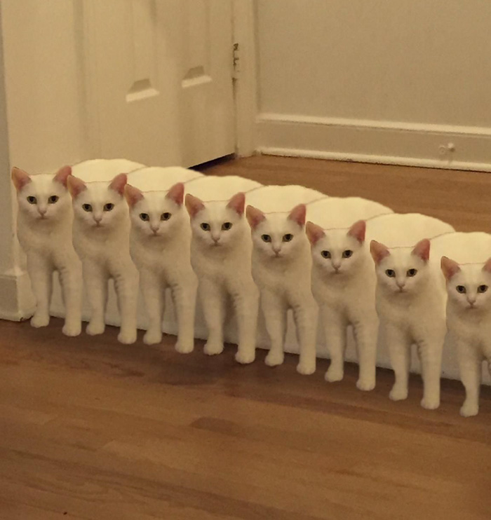 喵星人下楼梯魔性瞬间,被恶搞的喵星人