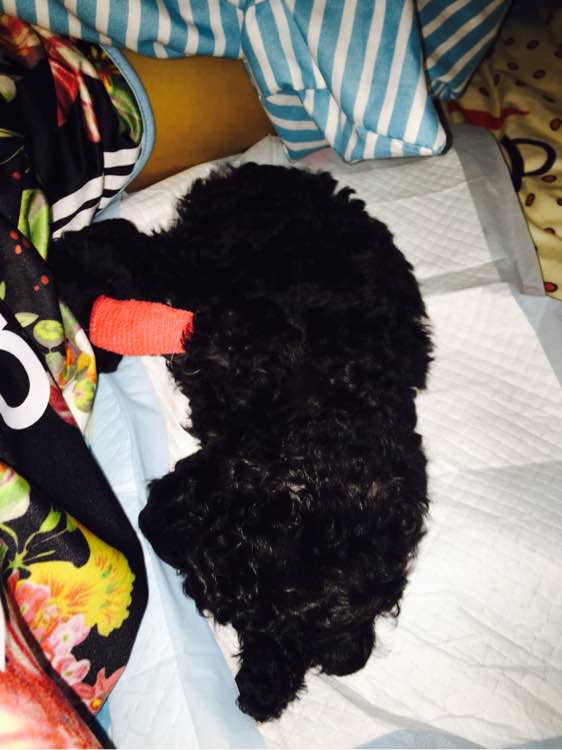 泰迪得细小治疗全过程,泰迪细小的症状和治疗方法