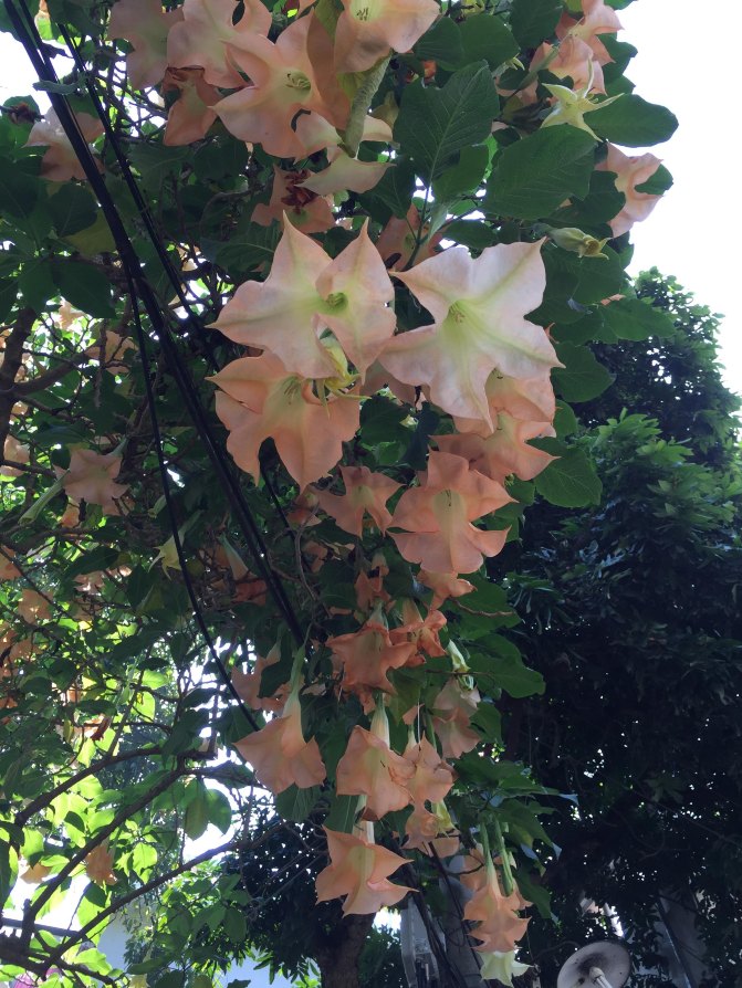 鼓浪屿自驾游全攻略,厦门鼓浪屿登岛全攻略