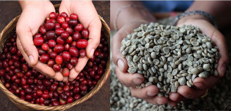 泰国DoiChaang，排在世界1%前的咖啡品质