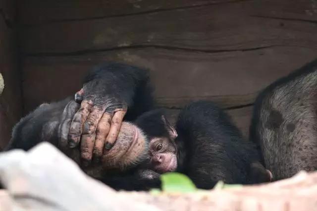 长隆野生动物世界小孩子入园攻略,长隆野生动物园儿童免门票