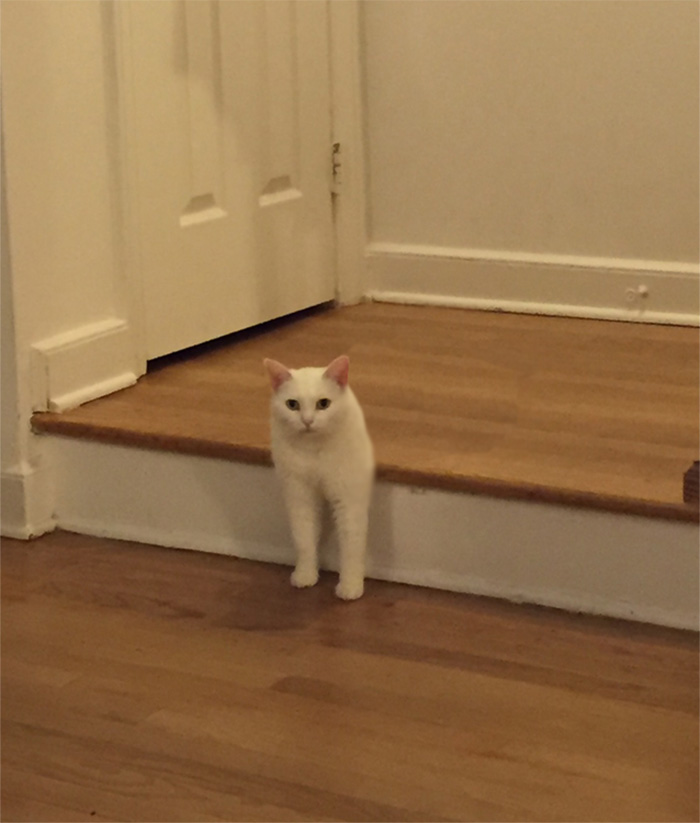 喵星人下楼梯魔性瞬间,被恶搞的喵星人