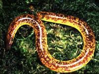 不合理蛙的卵长什么样,不合理蛙的图片