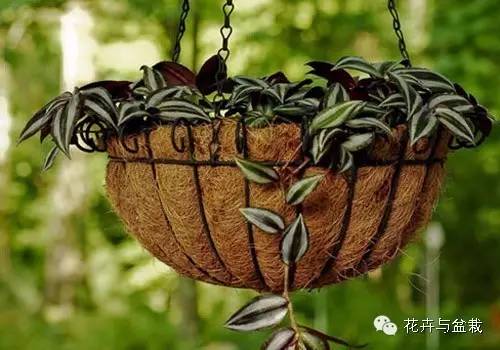 吸甲醛的绿植存放家里多久可扔掉,吸甲醛的绿植排名前十名绿萝