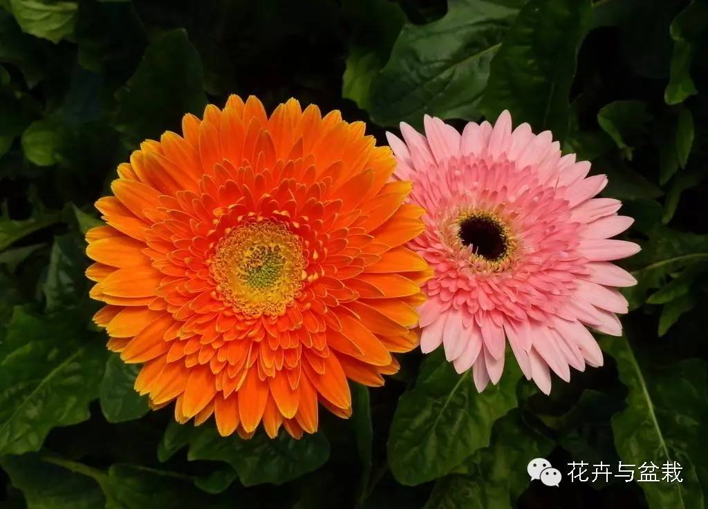 吸甲醛的绿植存放家里多久可扔掉,吸甲醛的绿植排名前十名绿萝