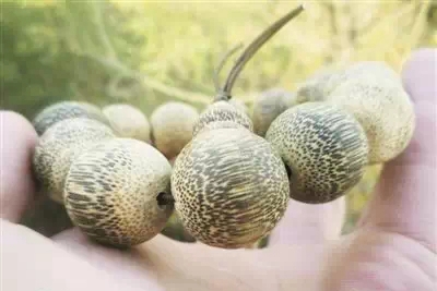 带你了解假沉香是怎么做的,假沉香制作视频