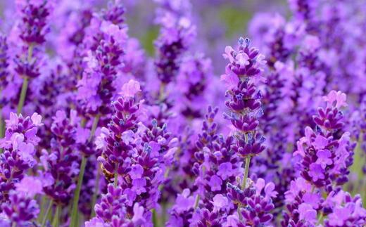 薰衣草什么时候开花什么时候败,山西交城庞泉沟薰衣草几月开花
