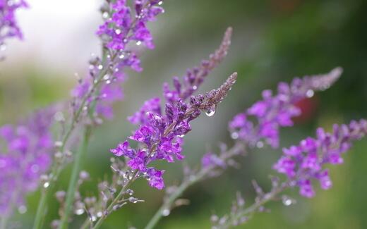 薰衣草什么时候开花什么时候败,山西交城庞泉沟薰衣草几月开花