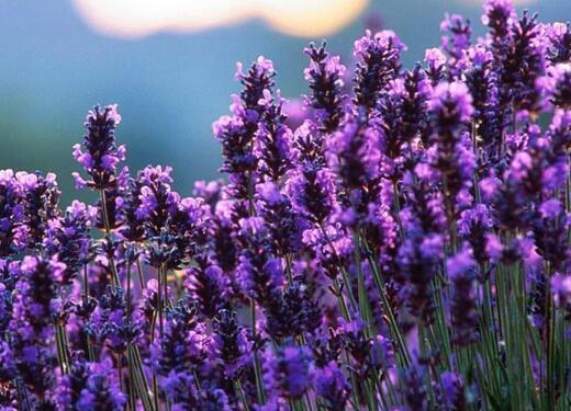 薰衣草什么时候开花什么时候败,山西交城庞泉沟薰衣草几月开花