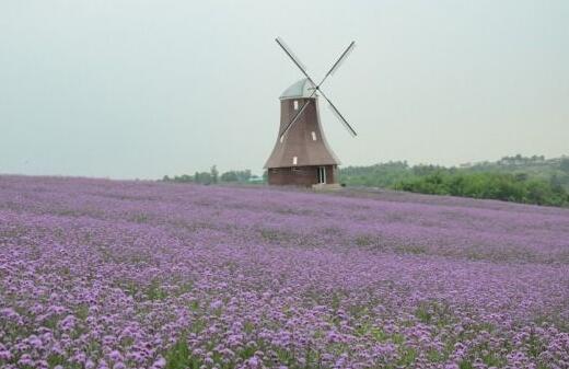 薰衣草什么时候开花什么时候败,山西交城庞泉沟薰衣草几月开花