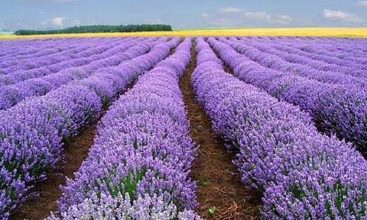 薰衣草什么时候开花什么时候败,山西交城庞泉沟薰衣草几月开花