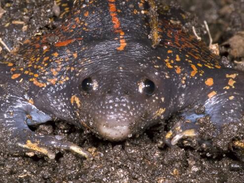 不合理蛙的卵长什么样,不合理蛙的图片