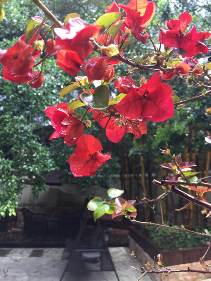 鼓浪屿自驾游全攻略,厦门鼓浪屿登岛全攻略