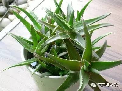 吸甲醛的绿植存放家里多久可扔掉,吸甲醛的绿植排名前十名绿萝