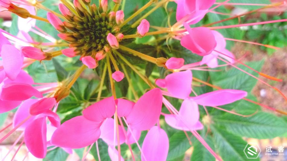 金立天鉴w909系统还能够再升级吗,金立天鉴w909手机充不了电怎么办