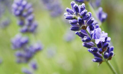 薰衣草什么时候开花什么时候败,山西交城庞泉沟薰衣草几月开花