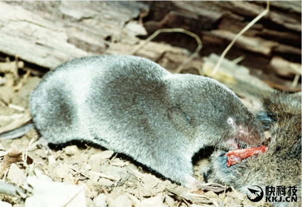 地球上最毒的15种动物,世界上最毒的动物排行