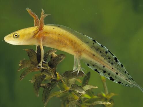 不合理蛙的卵长什么样,不合理蛙的图片