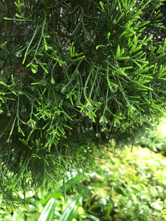 鼓浪屿自驾游全攻略,厦门鼓浪屿登岛全攻略