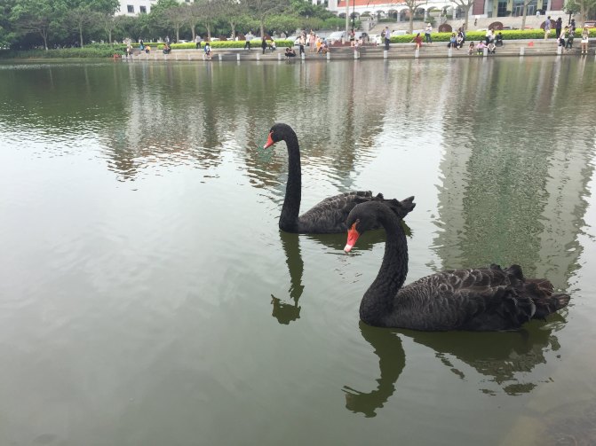 鼓浪屿自驾游全攻略,厦门鼓浪屿登岛全攻略