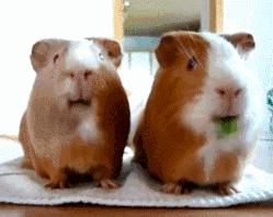 长智齿提高智商吗,智齿多的人智商高吗