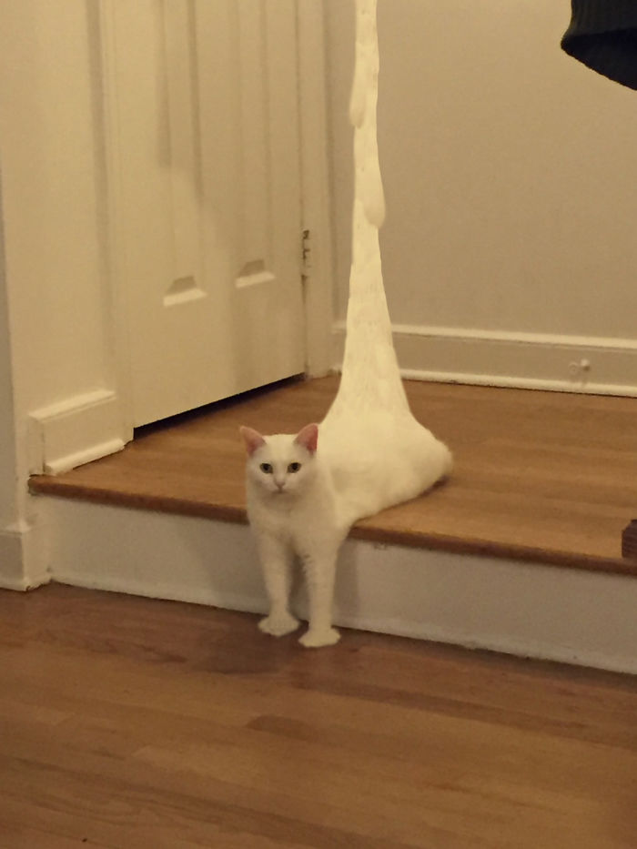 喵星人下楼梯魔性瞬间,被恶搞的喵星人