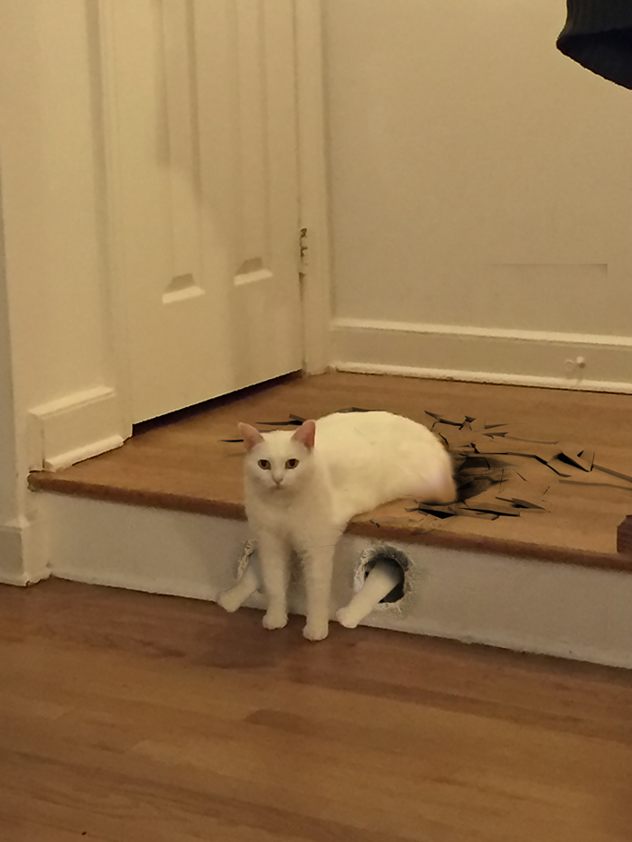 喵星人下楼梯魔性瞬间,被恶搞的喵星人