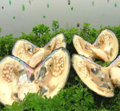 不合理蛙的卵长什么样,不合理蛙的图片