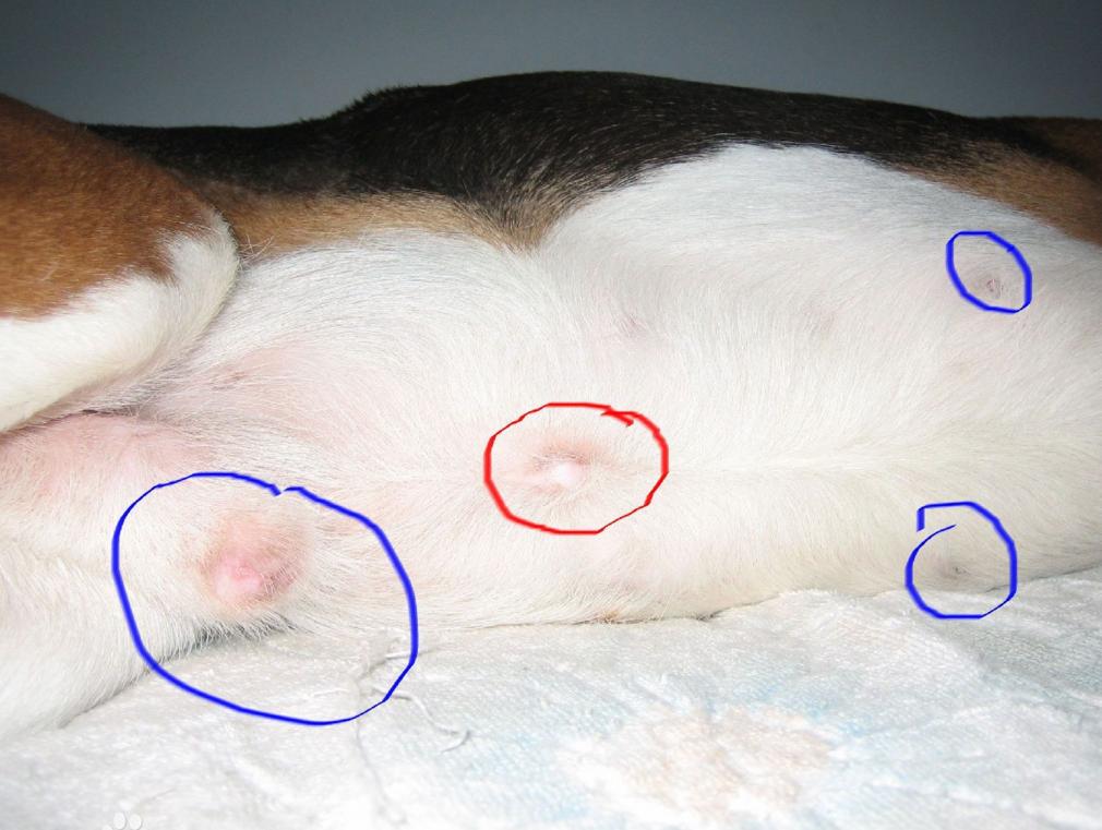 狗狗身上蜱虫该如何正确去除,狗狗蜱虫的最快处理方法