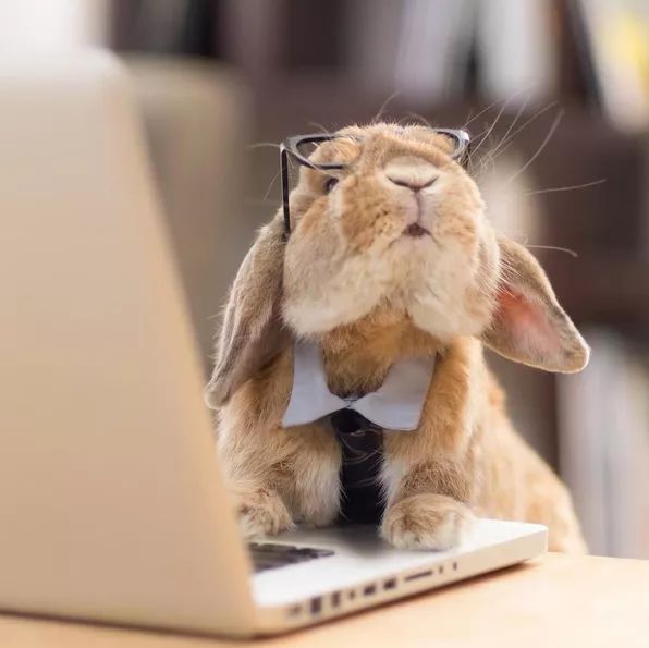 12生肖驾到视频,十二生肖迎接高光时刻