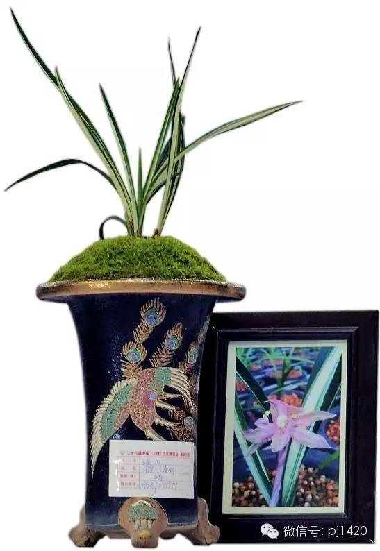 兰花最名贵的品种多少钱一株,最便宜的兰花多少钱一株啊