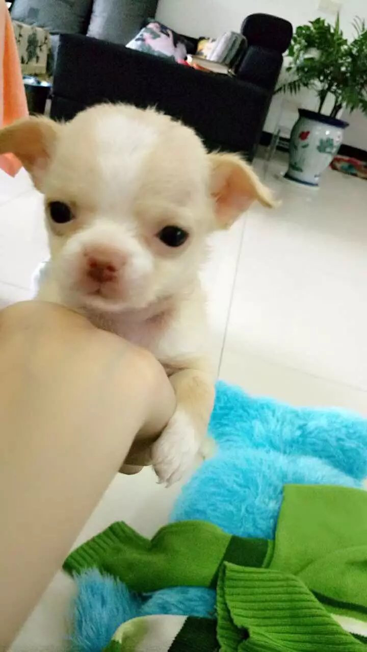 吐舌卖萌的叮叮猫——叮叮猫的由来