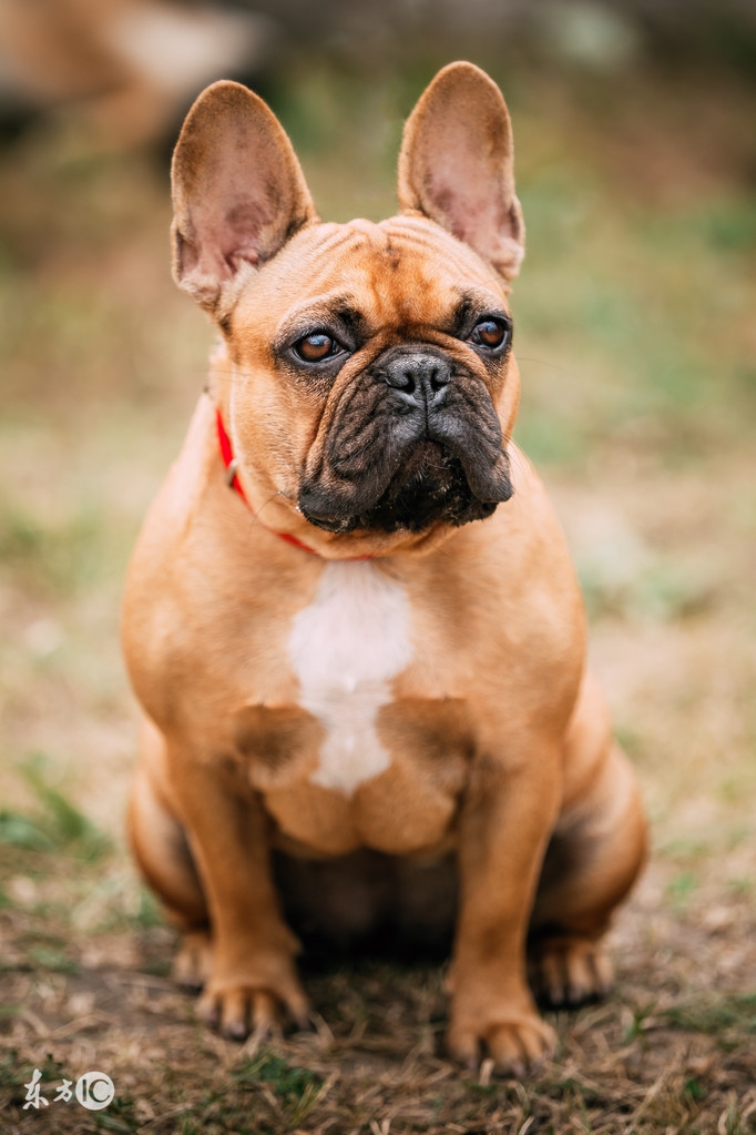 可爱的斗牛犬视频,法国斗牛犬训练大小便