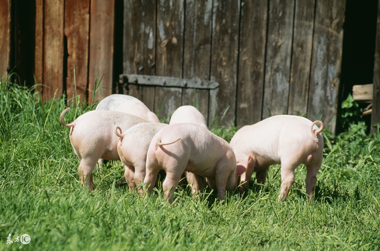 兽医怎么治犬发烧,老兽医小妙招