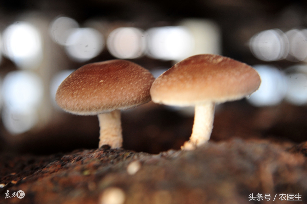 香菇种植有哪些病虫害,香菇虫害防治