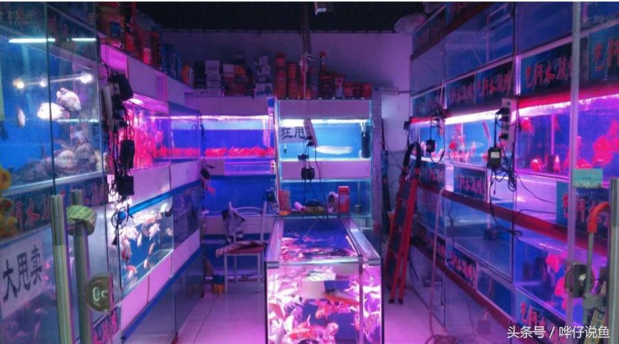 《告水族行业从业人员书》——奇妙的水族店，猥琐的水族店