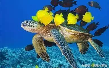 鄂尔多斯海洋馆开放时间,鄂尔多斯海洋馆旅游攻略