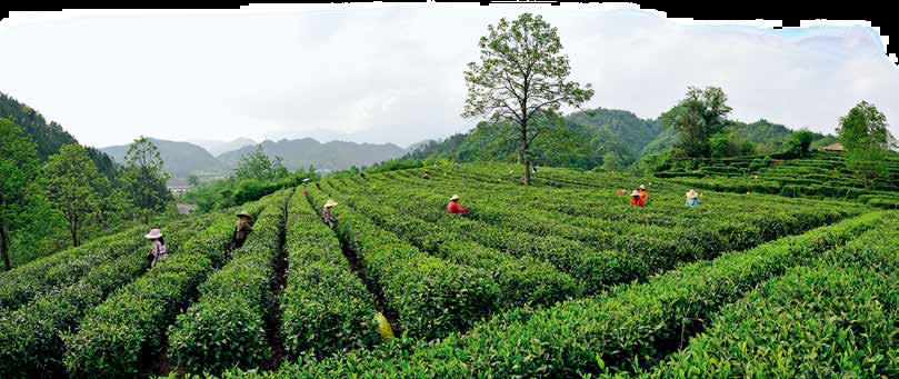 一杯咖啡能够买一斤牛肉,一杯茶能够卖多少钱