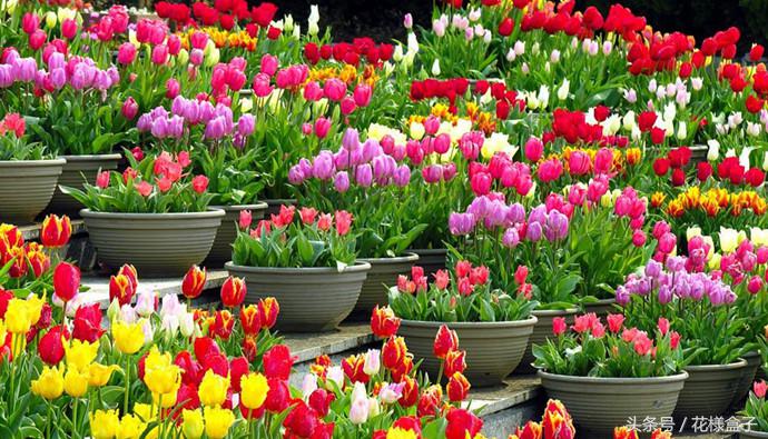 荷兰国花郁金香价格表,荷兰国花郁金香的故事