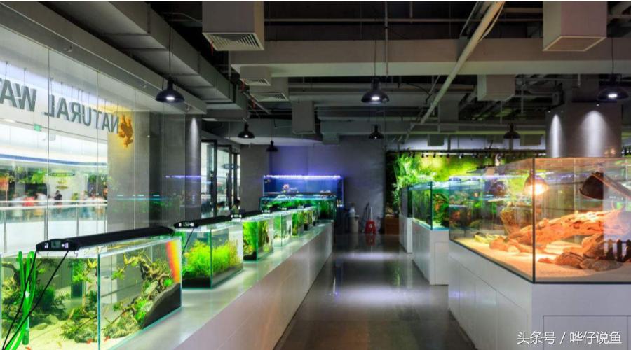 《告水族行业从业人员书》——奇妙的水族店，猥琐的水族店