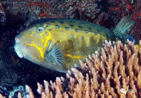 帕劳最新政策消息,帕劳现在怎么样了