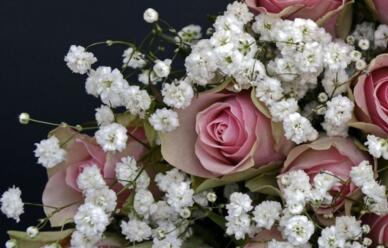 情人节玫瑰价格寓意,情人节送白色和橙色玫瑰花的寓意