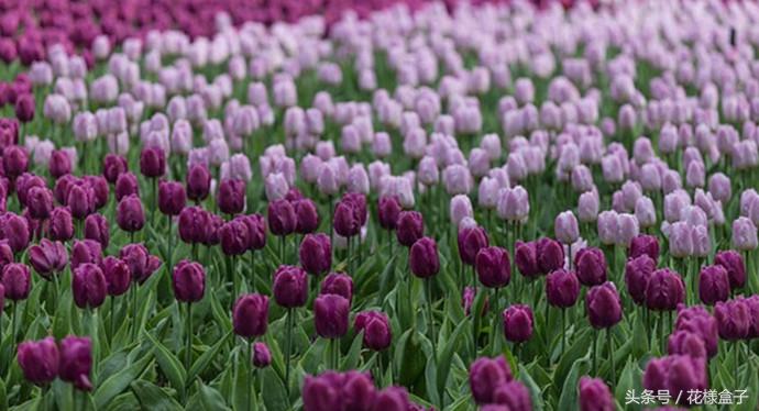 荷兰国花郁金香价格表,荷兰国花郁金香的故事