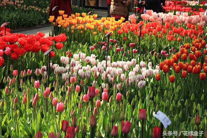 荷兰国花郁金香价格表,荷兰国花郁金香的故事