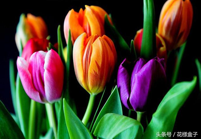 荷兰国花郁金香价格表,荷兰国花郁金香的故事