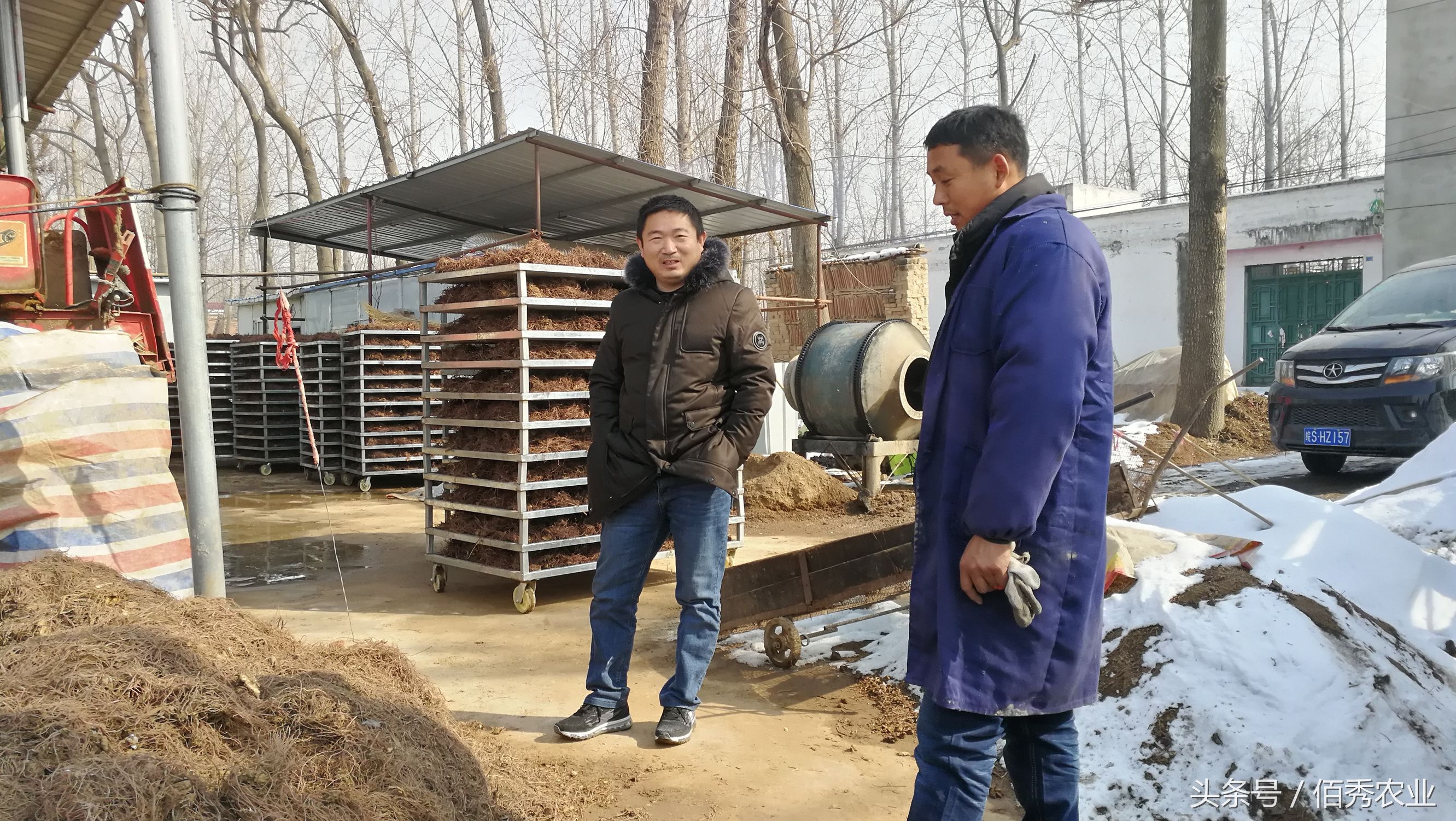 小伙种植中药材年赚百万,村里种植中药材年入百万