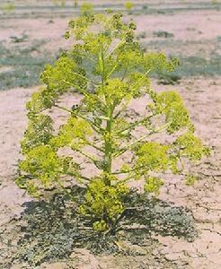 从新疆回去带点什么特产东西好呢,过年回家带的土特产