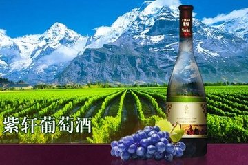 紫轩征文展示：紫轩，我深情的爱恋｜何妮